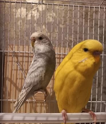 jako tutuquşusunun digər adı: Tutuquşu biri dişi biri erkəkdir. 6 aylıqıdır Yaxınlarda — 5