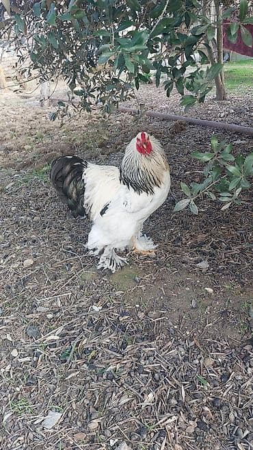 brama cüce: Toyuq, Brama, Damazlıq — 4