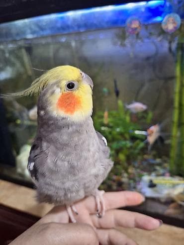 Quşlar: Tam saglam quşdu 4 yaşı var böyuk ehtimalla erkekdi isdeyen olsa — 2