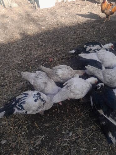 bildircin az: Məhsul: Muskoviy (hind) ördəkləri – müxtəlif rəng çeşidləri Təsvir: - — 4