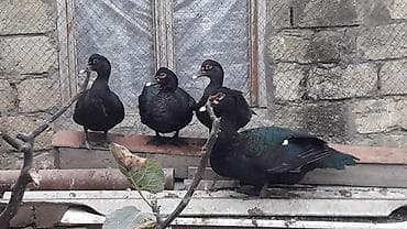 ordek: Şəkildəki ördəklərin yumurtasi satilir
Təzə və mayali yumurtalardi — 8