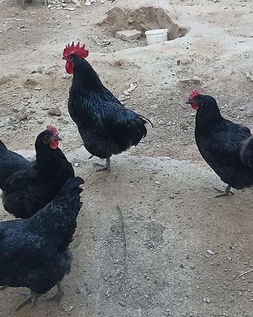 toptan toyuq satışı: Toyuq, Australorp, Damazlıq, Ünvandan götürmə — 8