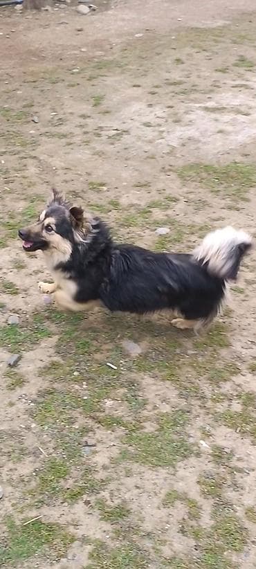 ev iti cinsleri: Dişi — 5