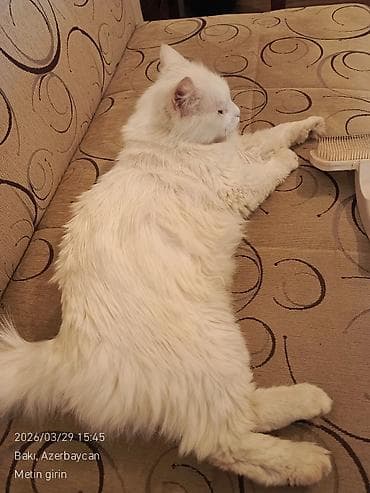 akita amerika: Dişi — 2