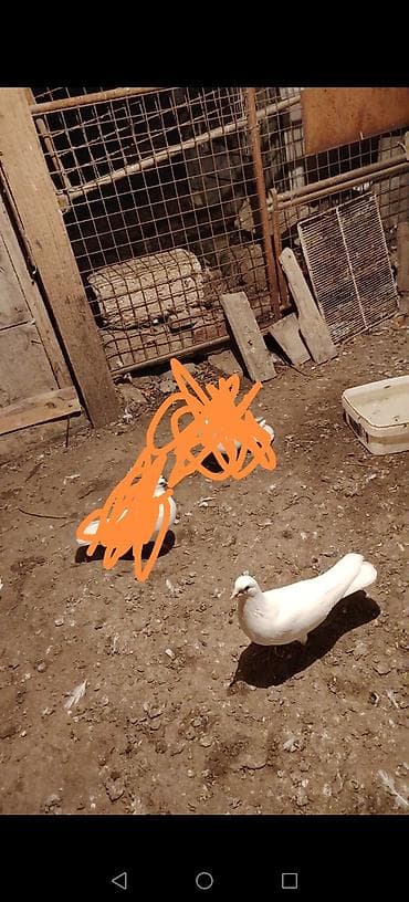 avcarka type 1: Ag erkeyi dunen qaladan qacirmiwam 2 ayagindada goy nazik zajim var — 1