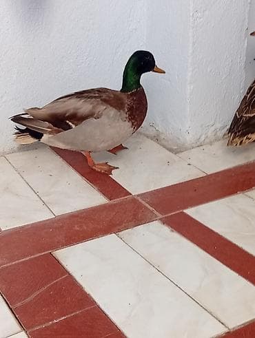 Heyvanlar üçün mallar: Erkək, Damazlıq — 3