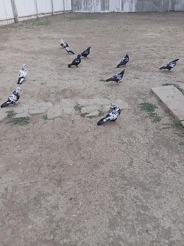 goyercin type 1: 10 dene qusdur ünvan Neftçala rayonu hamisi tutulma quslardi hopdum — 2