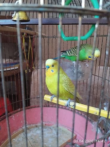 daniwan papuqay: Məhsul: Dalmatinsiz dalğalı papuqay cütü (budgerigar/“volnıstıy”) - — 7