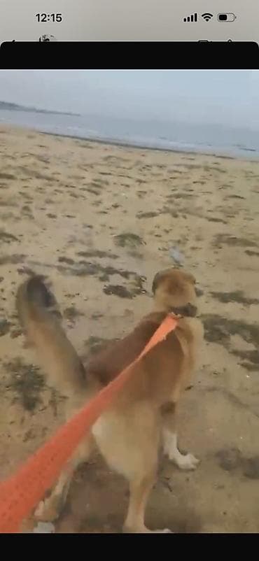 Digər heyvanlar: Kanqal — 3