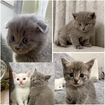 şotlan pişik: Şotland — 2