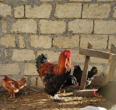 Akvariumlar: Xoruz, Brama, il: <1, Ünvandan götürmə — 2