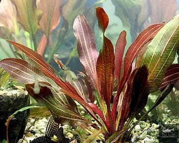 Quşlar: Akvaryum bitkiləri dəsti – rəngli kompozisiya Tərkib: - Qırmızı tonlu — 6