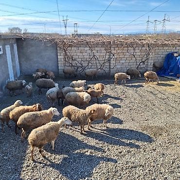 qoyun qiyməti 2024: Damazliq 18qoyun 11 denesi yani balali 8 bogaz cemi 29dene heyvandi — 6