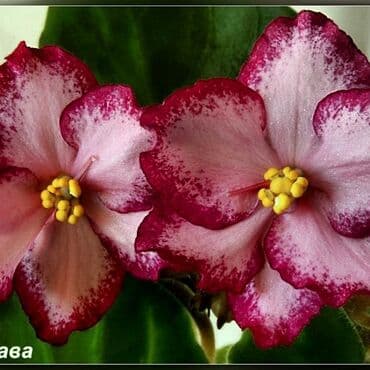 bənövşəyi gül şəkilləri: 5,6 m starter — 13