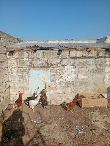 kirpi toyuq: Təbii şəraitdə bəslənən ev toyuqları - Növ: kənd toyuqları (xoruz və — 3