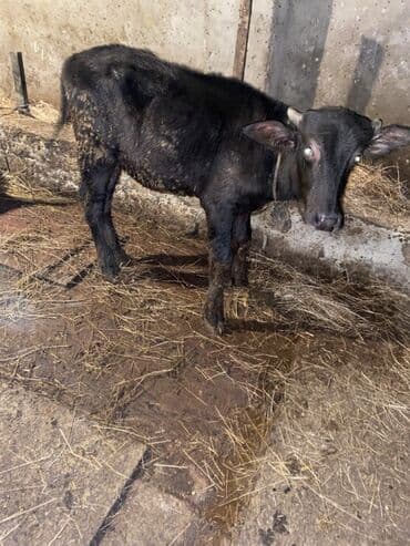 cins ineklerin satisi 2019: 2 ana camiş 2 erkey bala balalar 4 ayliqdi camişdar her biri 6 litr — 3