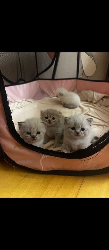 породистые котята даром: Шотладская вислоухая, Самец, Самка, Самовывоз — 3