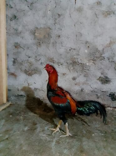 Təmizqan Ağdam Xoruzu 7 aylıq aktiv vəziyətdə heçbir xəstəliyində