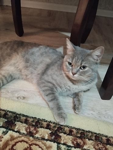 heyvan inek: Dişi, Yaxşı əllərə — 2