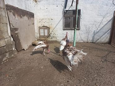 cin bildircin: Hinduşka sürüsü – qəhvəyi-ağ ləkəli rəngdə, iri bədən quruluşlu — 4