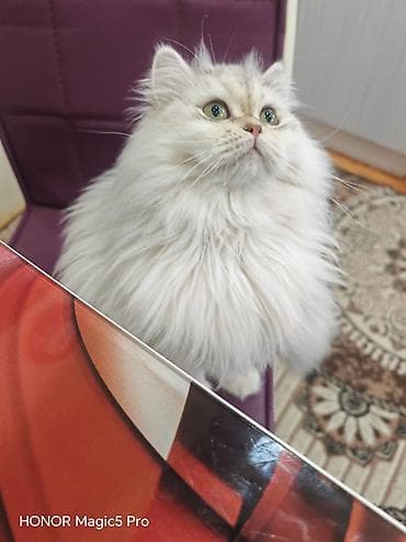 pişik cutləşdirilir: Şinşilla — 1