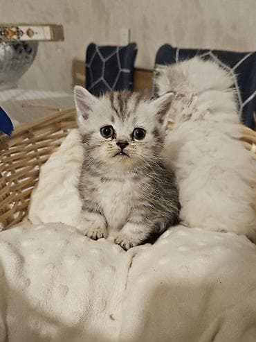 Птицы: Персидская — 5