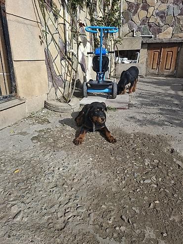 heyvan bazarı: Rotveyler — 5