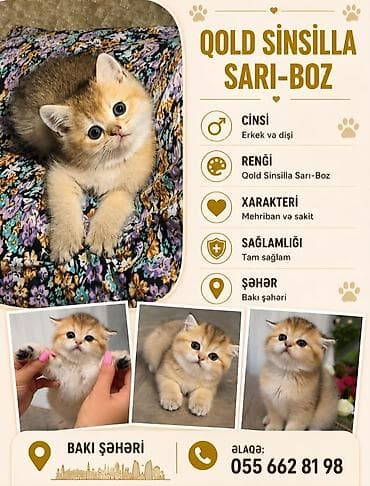 Qızıl şinşilla, Erkək, Yaxşı əllərə, Ünvandan götürmə, Ödənişli çatdırılma