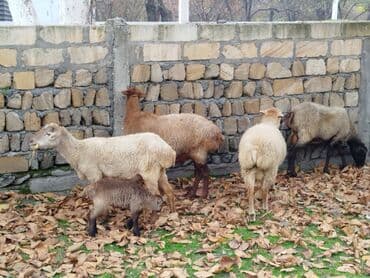 Qoyun sürüsü satılır. - Şəkillərdə müxtəlif rəngli (ağ, qəhvəyi, tünd — 2