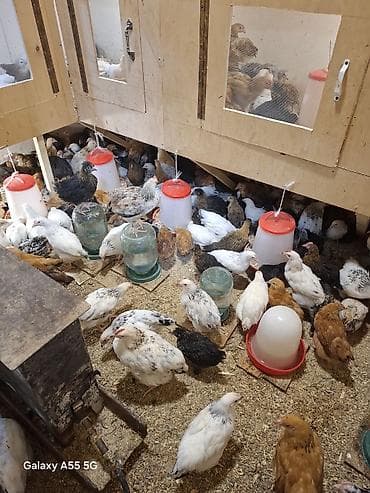 cücə satışı 2023: Toyuq cücələri, Ətlik — 6