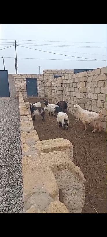 Gəmiricilər: Dişi, il: 1, 8 kq, Damazlıq, Ödənişli çatdırılma — 1