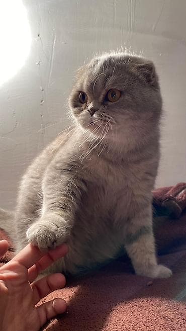 pişik etibarlı əllərə verilir: Şotland yastı qulaq, Dişi, Yaxşı əllərə, Ünvandan götürmə, Ödənişli çatdırılma — 3