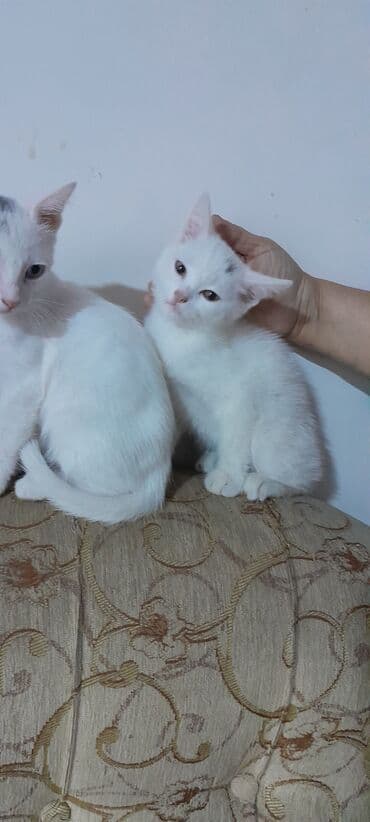 возьму котенка в добрые руки: Yaxşı əllərə — 1