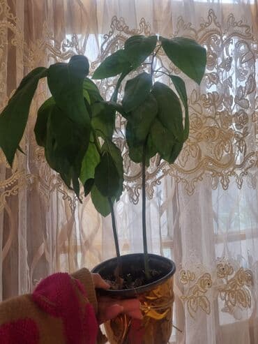 dekorativ bitkiler: Avokado fidanı (qap içində) - Növ: Avokado (Persea americana) – — 1