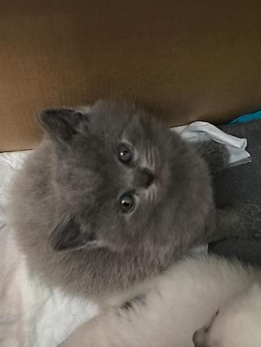 sort pişik: Şotland — 6