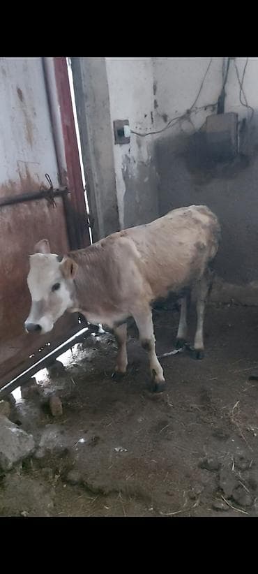 inek satişi: Dana, buzov, Dişi, ay: 5, Ətlik — 3