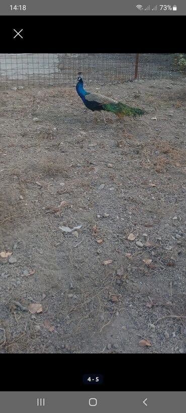 babil quşu: Məhsul: Tavus quşu (erkək) Xüsusiyyətlər: - Parlaq mavi boyun və baş — 2