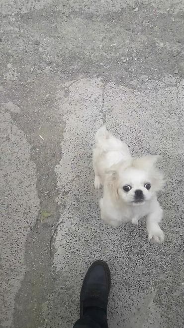 pudel satilir: Pekines — 2