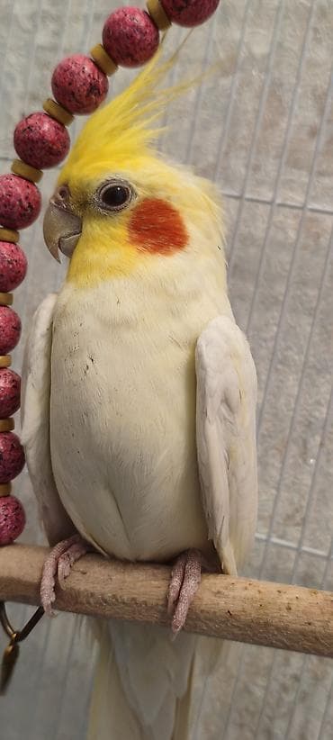 bulbul quşu: Erkək karella satıram, adı "Maestro" -dur gözəl melodiyalar oxuyur — 3