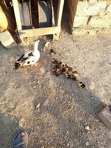 avçarka balası: Dişi, | Lal ördək, Damazlıq, Ünvandan götürmə — 5