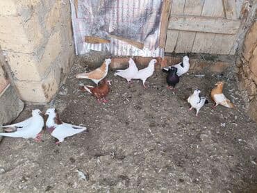 qaz və ordək: Məhsul: müxtəlif rəngli ev göyərçinləri 10 denedi 150m — 2