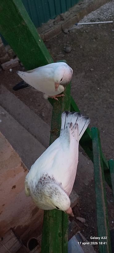 goyercin satisi: Ağ rəngli ev göyərçinləri – yumşaq xallı quyruq və boyun naxışları — 7