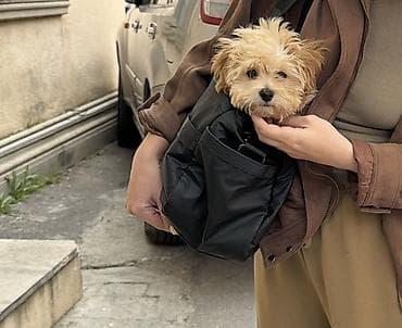 qaz balasi nece gune cixir: Malta bolonka, 3 ay, Erkek, Peyvəndli, Pulsuz çatdırılma — 4