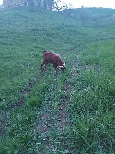 kənd toyuqlarının satışı: Məhsul: Təkə (2 baş) Təsvir: - Uzun tüklü, yarıdaraq qəhvəyi–sarı — 3