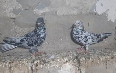 cins ineklerin qiymeti: Salam Əbrəşlərin 1 i maya 2si erkeydi tektek 1tmamatdi 3in — 5