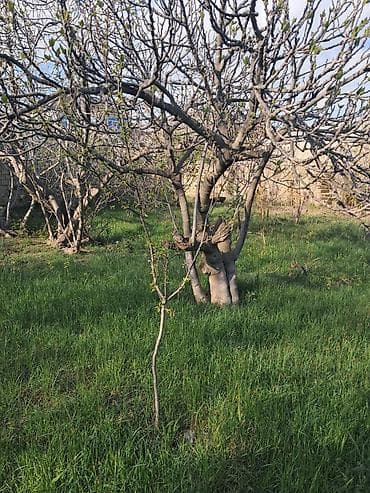 sedmoyda kiraye evler: Для строительства — 5