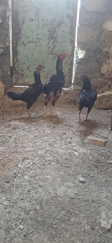 ev quslarinin satisi: Salam saglam bala veren heyvanlardi kom sekilde satilir . xoruz ṣamo — 2