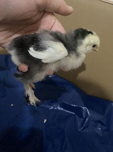 cucelerin satisi: Salam. Təmiz qan bramo cücələridir. 1 həftəni keçib mayalı yem ve — 7