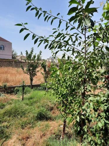 продажа земельных участков в баку: 6 соток, Для строительства — 2