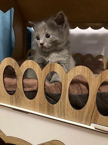 Digər heyvanlar: Taxta pişik evi və yataq dəsti - Material: Taxta (MDF tipli), təbii — 3